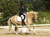 Anden særlig race Golden Dancer - Solgt