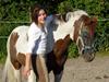 Pinto Lille Chief  [Tidl. hest]