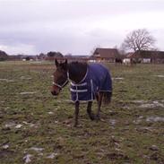 Traver Joan Borg (solgt)