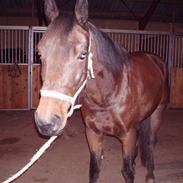 Traver Joan Borg (solgt)