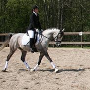 Arabisk fuldblod (OX) Serok Ibn Seral (tidl. part)