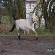 Fjordhest Ellegaards Torkild