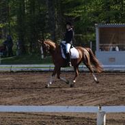 Anden særlig race Maldini *R.I.P*