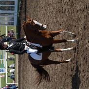 Anden særlig race Maldini *R.I.P*