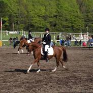 Anden særlig race Maldini *R.I.P*