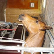 Dansk Varmblod Camina Alsidig.