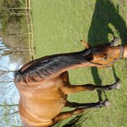 Dansk Varmblod Camina Alsidig.