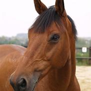 Dansk Varmblod Sundgårdens Renaldo