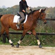 Dansk Varmblod Sundgårdens Renaldo