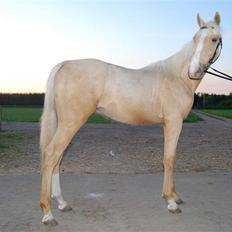 Palomino Golden Victory *SOLGT*