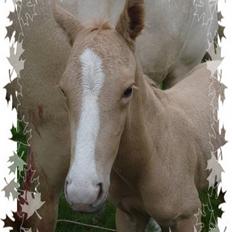 Palomino Golden Victory *SOLGT*