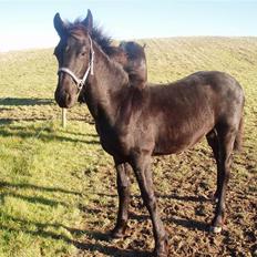 Frieser Zultan von Indegården