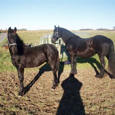 Frieser Zultan von Indegården