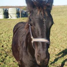 Frieser Zultan von Indegården