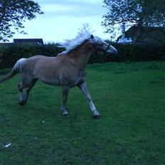 Haflinger Nissan *solgt*