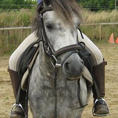 Welsh Pony (sec B) Indiana Joe