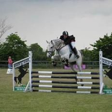 Shagya Araber (SH) Eminent Bajar