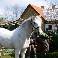 Shagya Araber (SH) Eminent Bajar