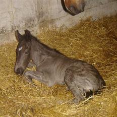 Anden særlig race Bacardi