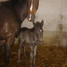 Anden særlig race Bacardi