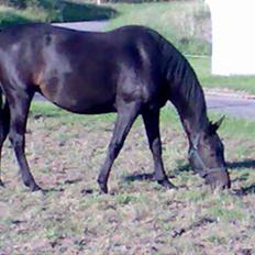 Anden særlig race Cassiopaia *aflivet*