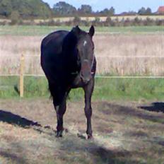 Anden særlig race Cassiopaia *aflivet*