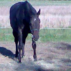 Anden særlig race Cassiopaia *aflivet*
