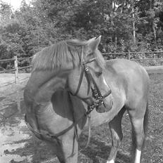 Welsh Pony af Cob-type (sec C) Pennymore Mandalay B-pony