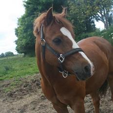 Welsh Pony af Cob-type (sec C) Pennymore Mandalay B-pony