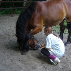 Nordsvensk Skovhest Lukas