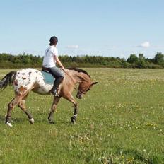 Knabstrupper Fredderikstens: Vanice 