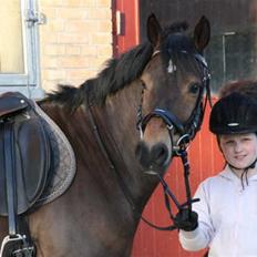 Tysk Sportspony Holsteins Toni (aflivet)