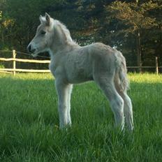 Fjordhest Mosegårdens Famøs (Solgt)