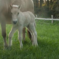 Fjordhest Mosegårdens Famøs (Solgt)
