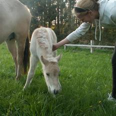 Fjordhest Mosegårdens Famøs (Solgt)