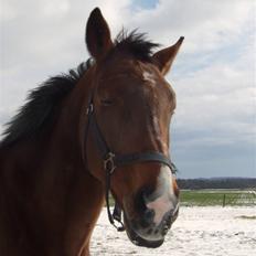 Dansk Varmblod Cassiopeia