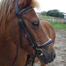 Welsh Mountain (sec A) Tøssen R.I.P