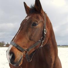 Dansk Varmblod Cassiopeia