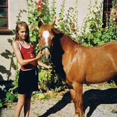 Welsh Mountain (sec A) Tøssen R.I.P