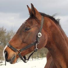 Dansk Varmblod Cassiopeia