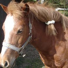 Welsh Mountain (sec A) Tøssen R.I.P
