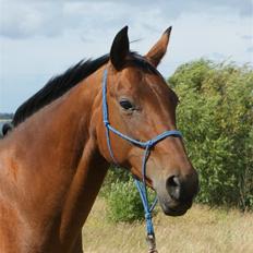 Dansk Varmblod Savannah