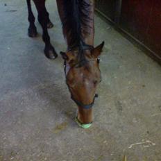 Dansk Varmblod Savannah