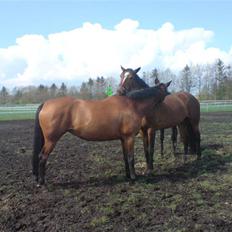 Dansk Varmblod Savannah