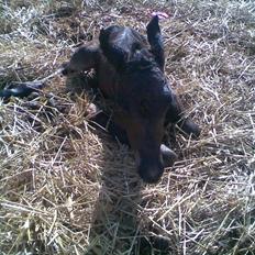 Anden særlig race Ginger (måske)