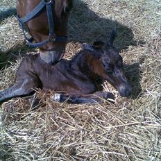 Anden særlig race Ginger (måske)