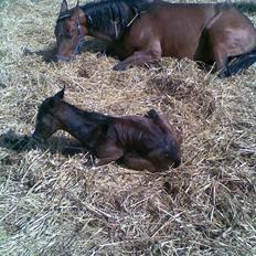 Anden særlig race Ginger (måske)
