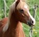 Welsh Pony (sec B) Total Surprise AA - SOLGT