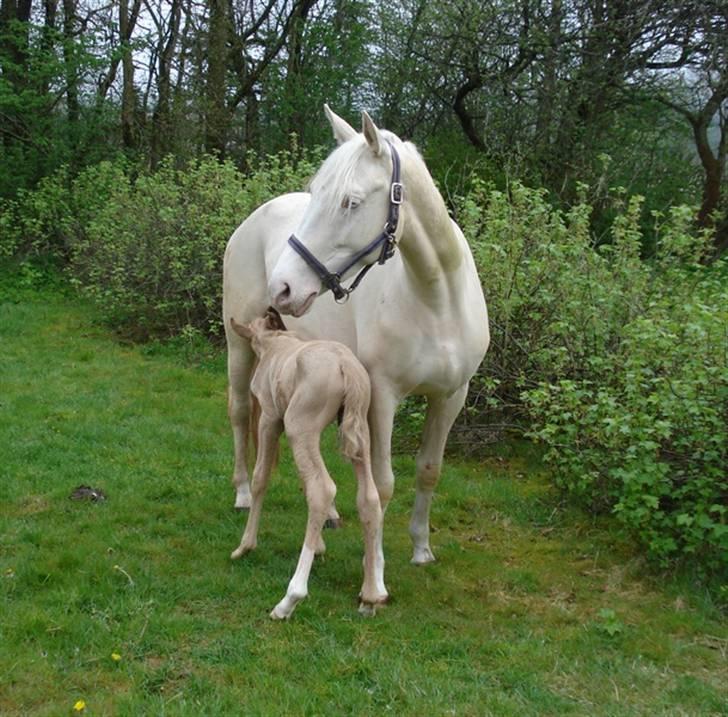 Palomino Golden Victory *SOLGT* billede 4