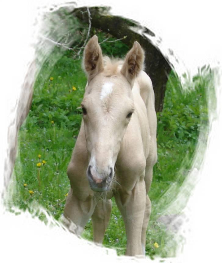 Palomino Gold Magnum X *SOLGT* billede 8